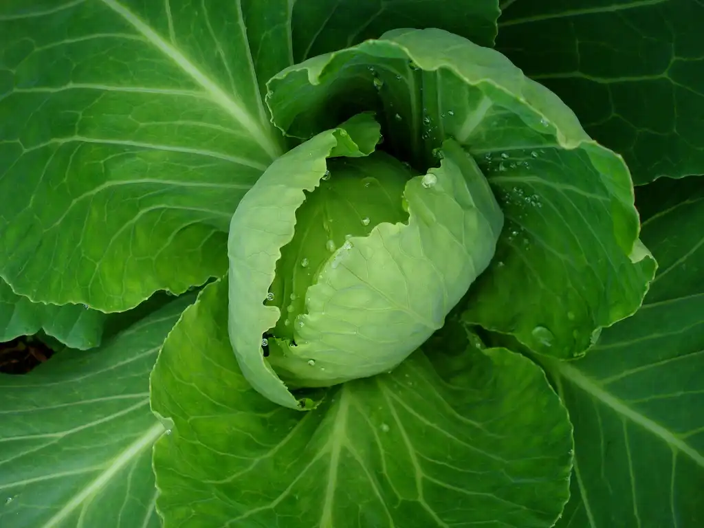 Photo of Brassica oleracea (Capitata Group) (Brassica oleracea (Capitata Group)s)