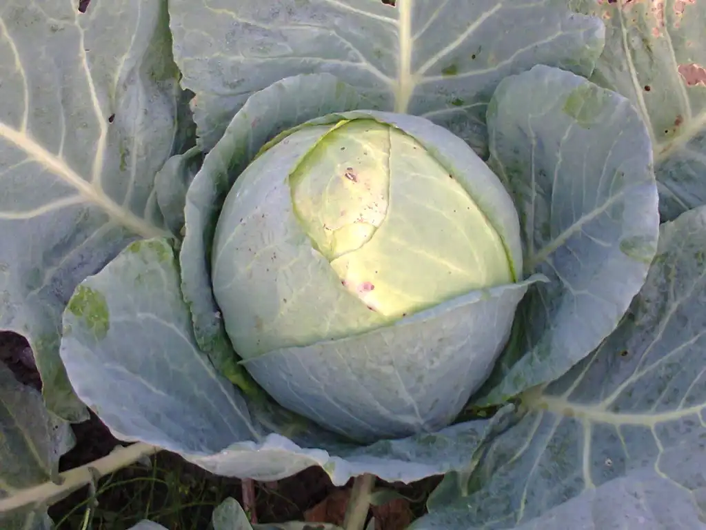 Photo of Brassica oleracea (Capitata Group) (Brassica oleracea (Capitata Group)s)