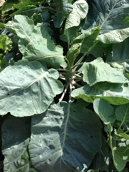 Фото Brassica oleracea (Gemmifera Group) (Brassica oleracea (Gemmifera Group)s)