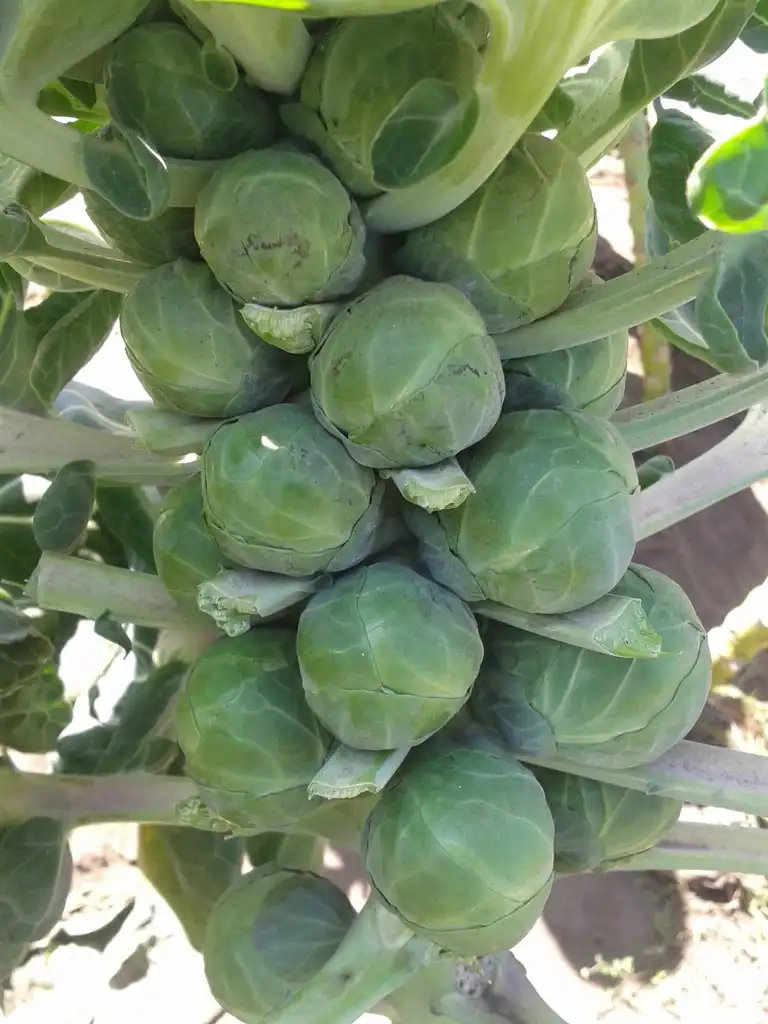 Фото Brassica oleracea (Gemmifera Group) (Brassica oleracea (Gemmifera Group)s)