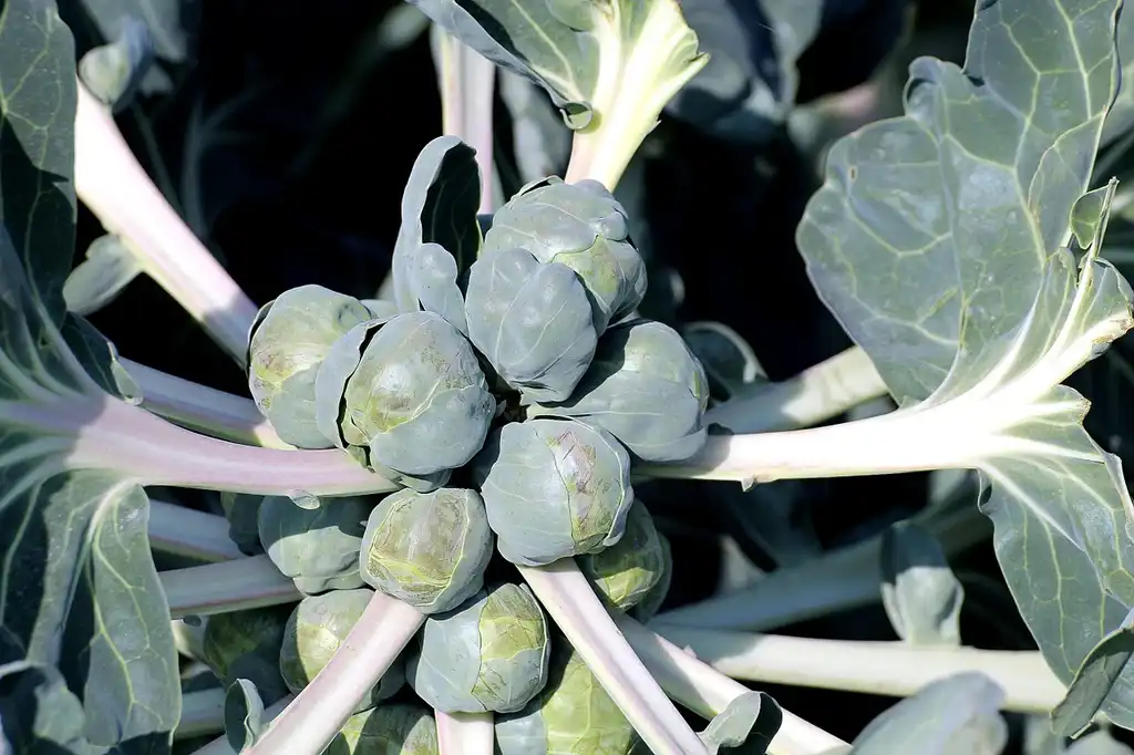 Фото Brassica oleracea (Gemmifera Group) - Brassica oleracea (Gemmifera) plant:Pixbay