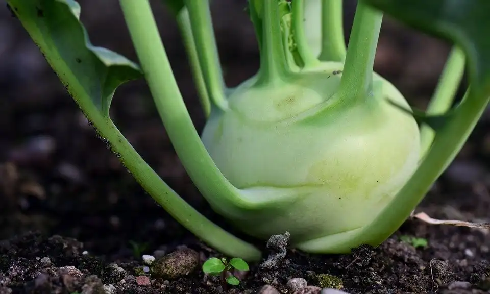 Photo of Brassica oleracea (Gongylodes Group) (Brassica oleracea (Gongylodes Group)s)