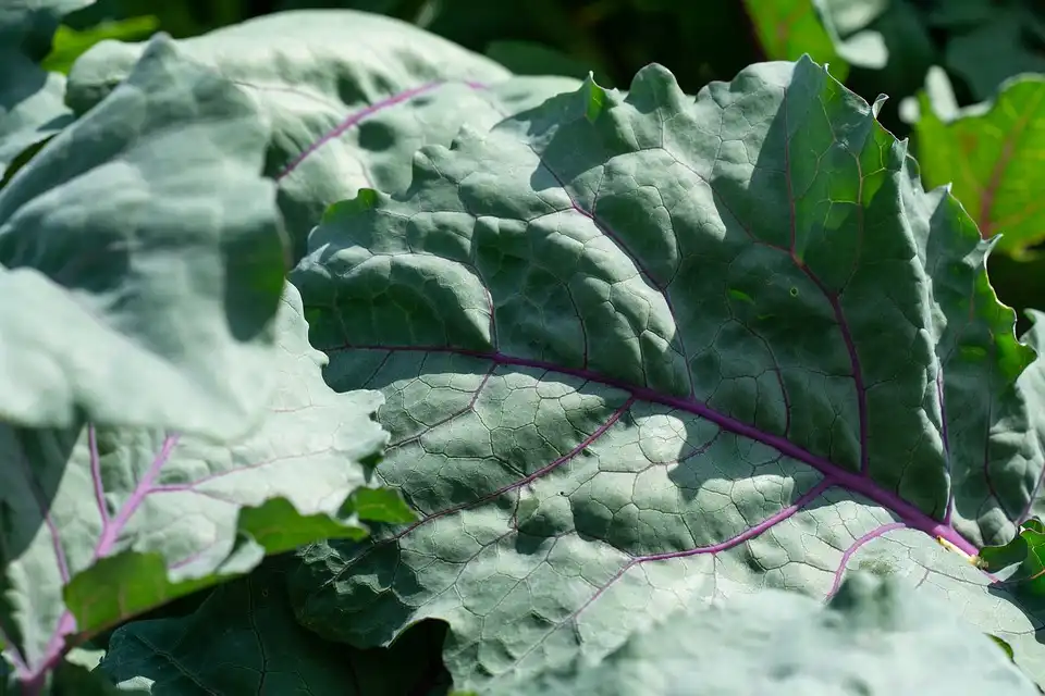 Photo of Brassica oleracea (Gongylodes Group) (Brassica oleracea (Gongylodes Group)s)