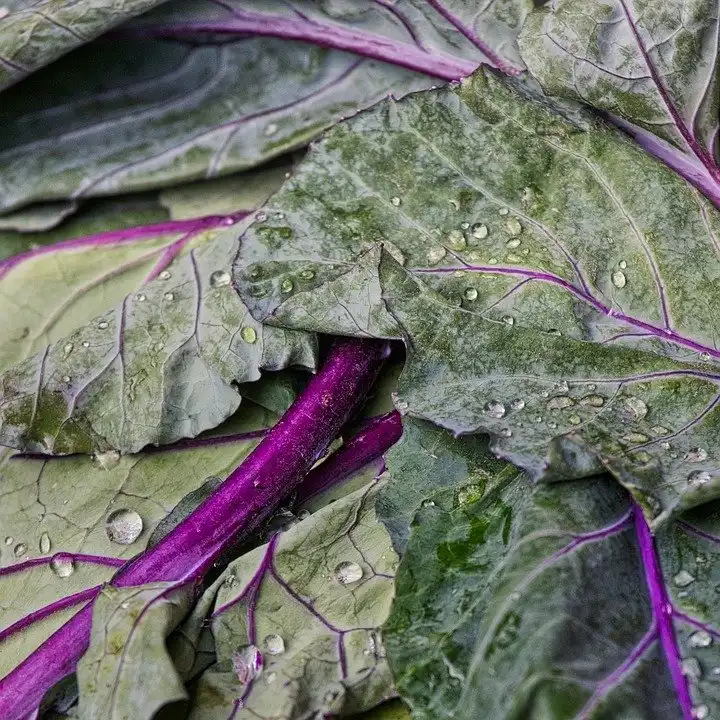 Photo of Brassica oleracea (Gongylodes Group) - Kahlrabi leaf structure:Pixabay