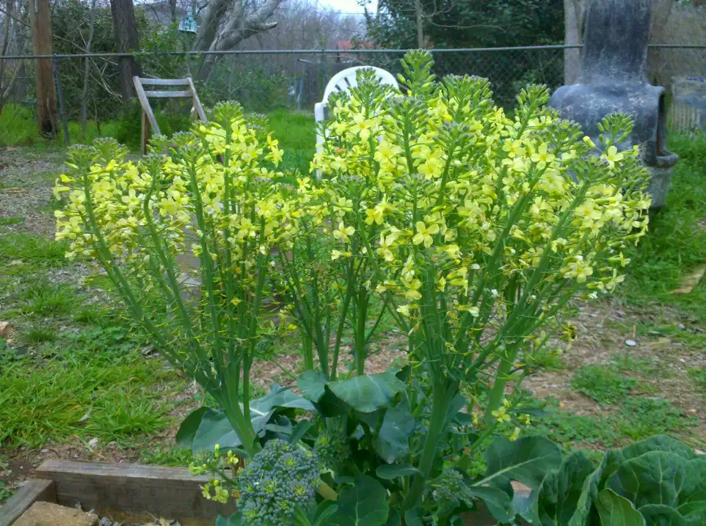 Photo of Brassica oleracea (Italica Group) (Brassica oleracea (Italica Group)s)