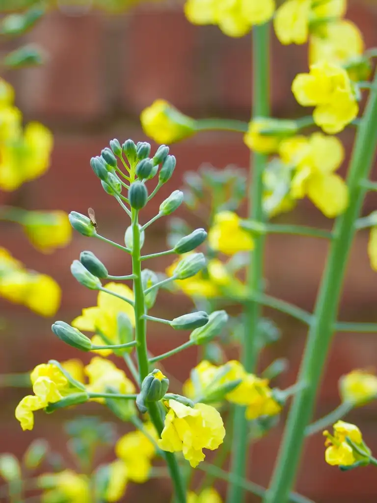 Photo of Brassica oleracea (Italica Group) (Brassica oleracea (Italica Group)s)