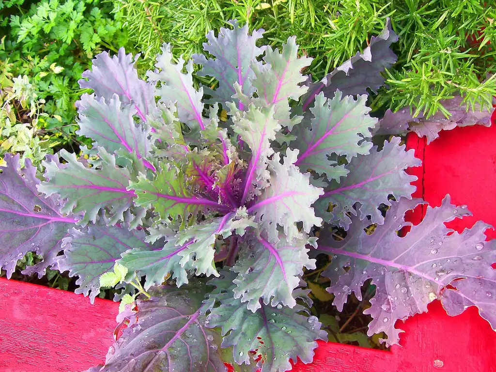 Фото Brassica oleracea (Tronchuda Group) (Brassica oleracea (Tronchuda Group)s)