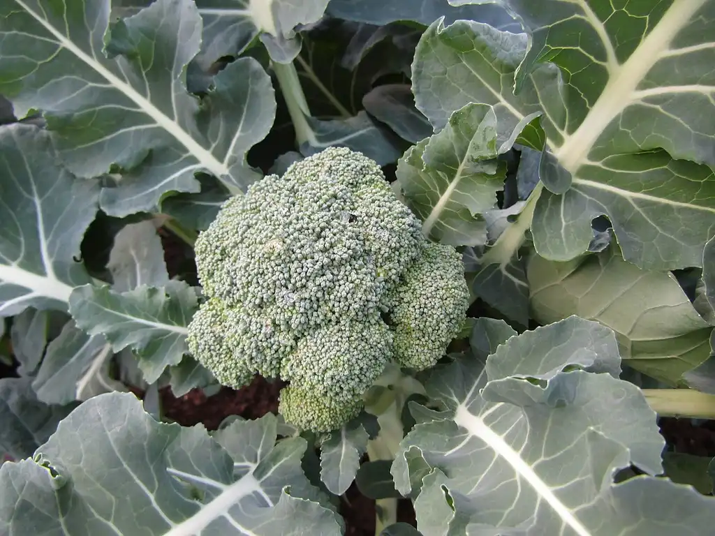 Фото Brassica oleracea (Tronchuda Group) (Brassica oleracea (Tronchuda Group)s)
