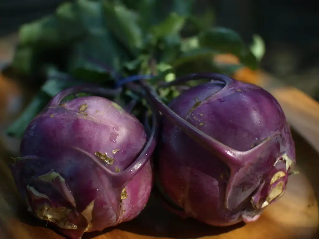 Фото Brassica oleracea (Tronchuda Group) - Kohlrabi Fruits:Ted Major