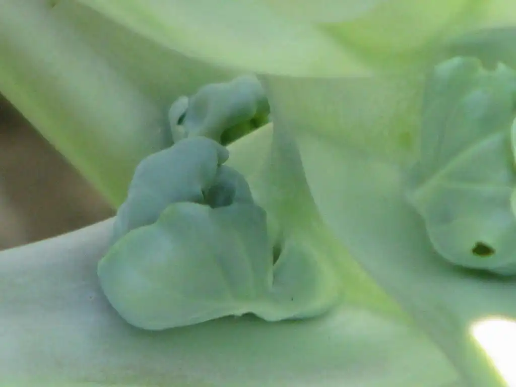 Фото Brassica oleracea (Tronchuda Group) - Young Brussels Spouts:Laura Garcia