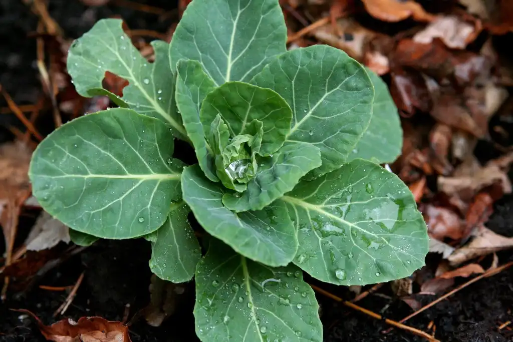 Фото Brassica oleracea (Tronchuda Group) - Brussels Sprouts Foilage:Chriss