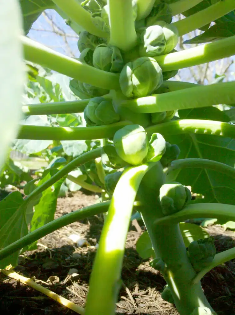 Фото Brassica oleracea (Tronchuda Group) - Brussels Sprouts Form:Todd Dwyer