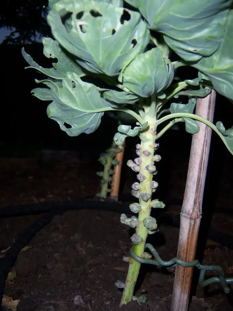 Фото Brassica oleracea (Tronchuda Group) - Brussels Sprouts Habit:Bella Cavella