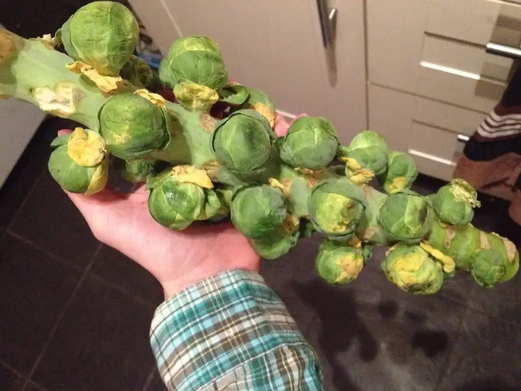 Фото Brassica oleracea (Tronchuda Group) - Brussels Sprouts Harvest:Squirrel Nation