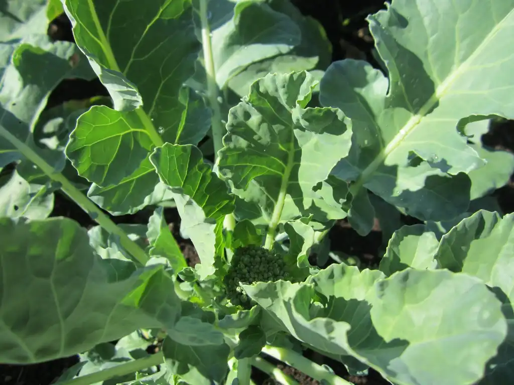 Фото Brassica oleracea (Tronchuda Group) - Brocolli plant:Ann Lusch