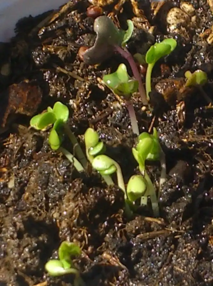 Фото Brassica oleracea (Tronchuda Group) - Brocolli seedling:Mary
