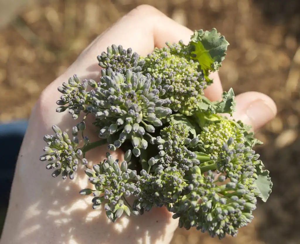 Фото Brassica oleracea (Tronchuda Group) - Purple Sprouting Brocolli:Emma Doughty