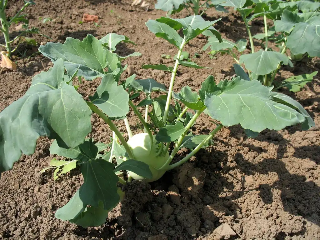 Фото Brassica oleracea (Tronchuda Group) - Kohlrabi habit:Andrea F. Butz