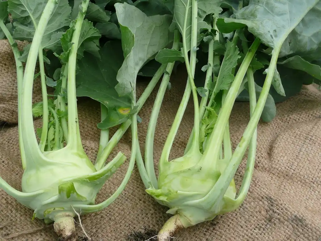 Фото Brassica oleracea (Tronchuda Group) - Kohlrabi Form:Chris and Jenni