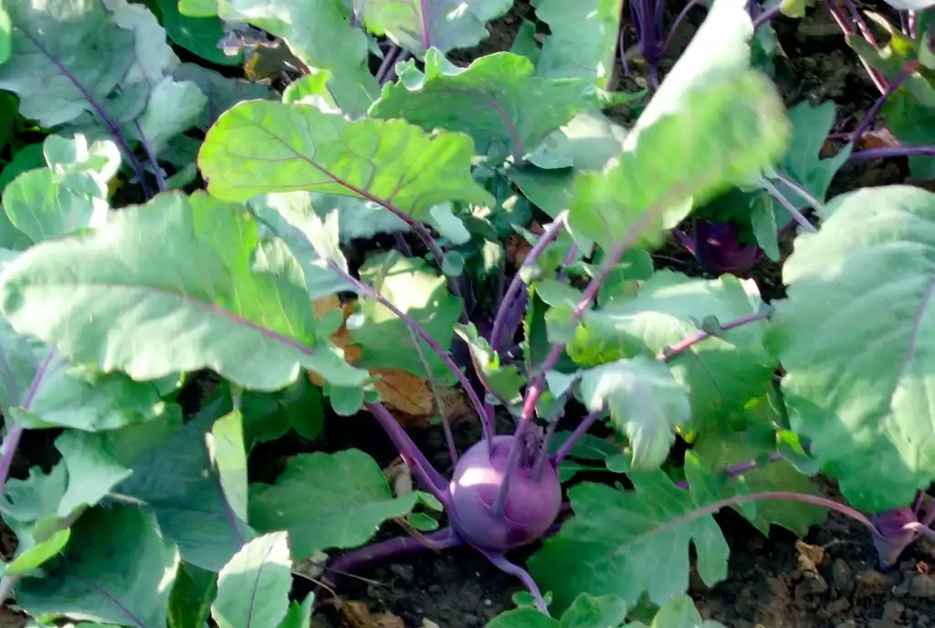Фото Brassica oleracea (Tronchuda Group) - Kohlrabi foliage:Josh*m
