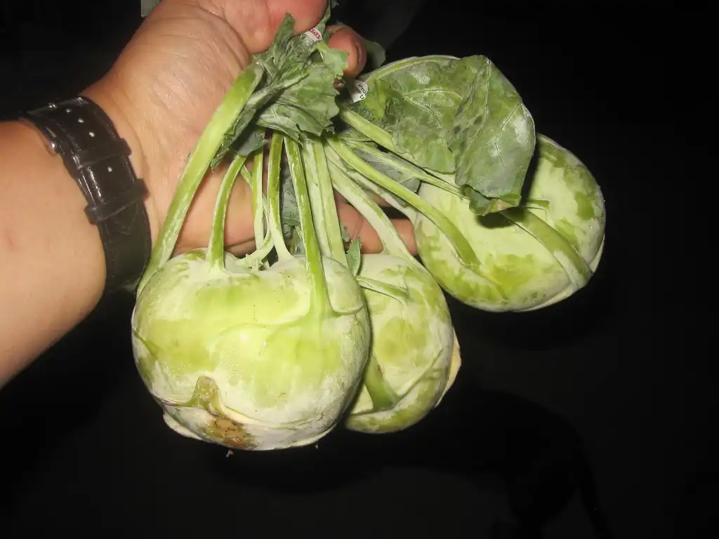Фото Brassica oleracea (Tronchuda Group) - Kohlrabi harvest:Tony Alter