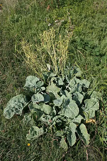 Фото Brassica oleracea (Brassica oleraceas)