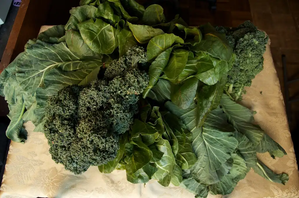 Фото Brassica oleracea (Brassica oleraceas)