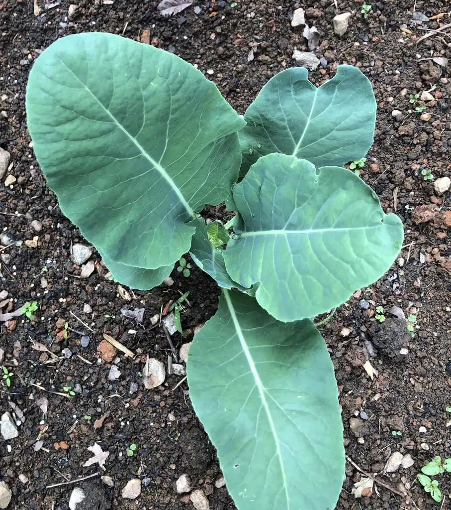 Фото Brassica oleracea - Seedling (Wake County, NC):Cathy Dewitt