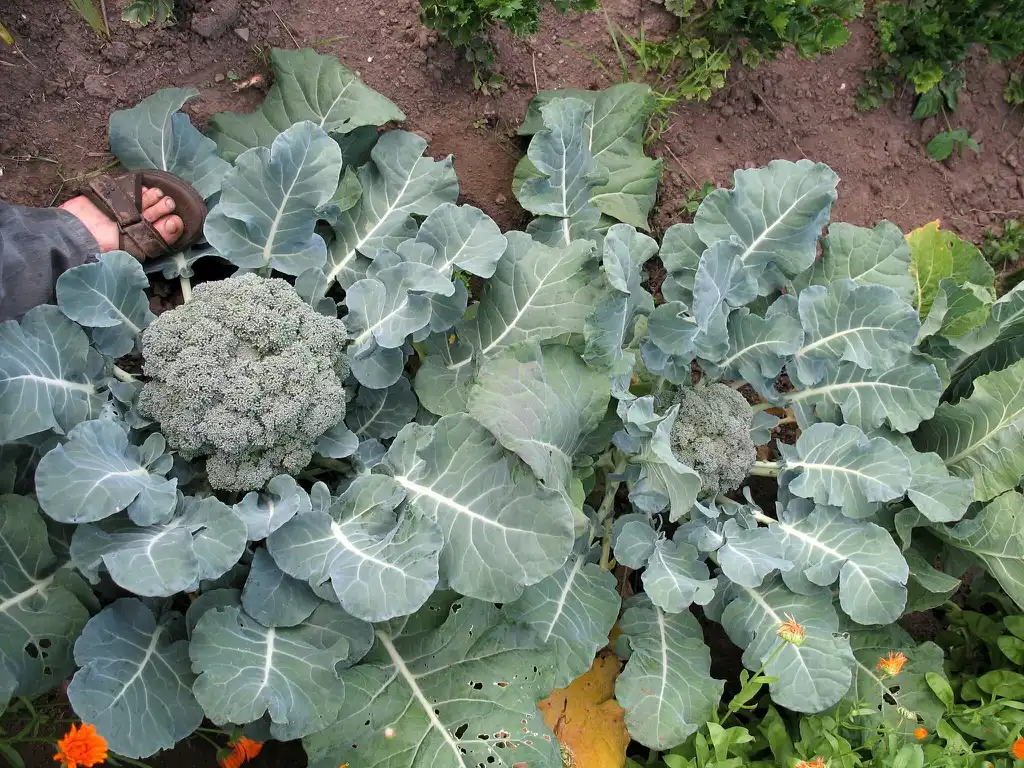 Фото Brassica oleracea - Foliage and vegetable:das_butzele