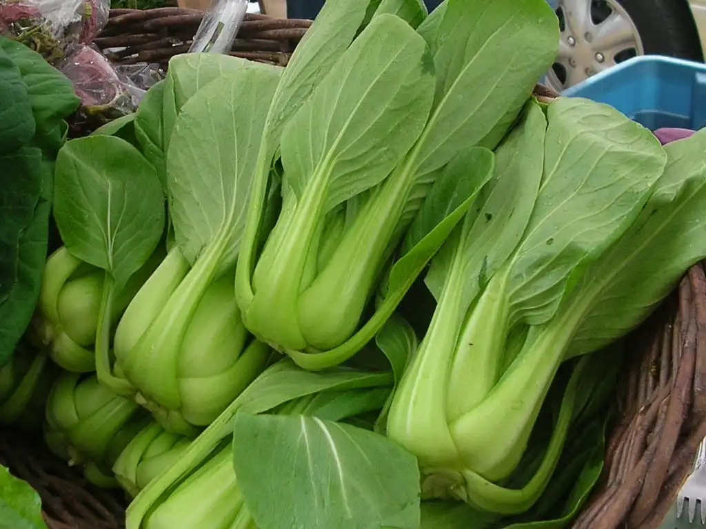 Photo of Brassica rapa (Chinensis Group) (Brassica rapa (Chinensis Group)s)