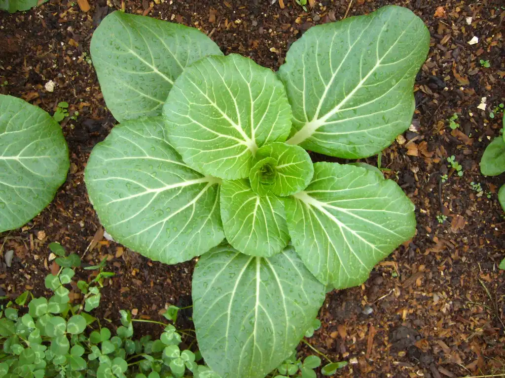 Photo of Brassica rapa (Chinensis Group) (Brassica rapa (Chinensis Group)s)
