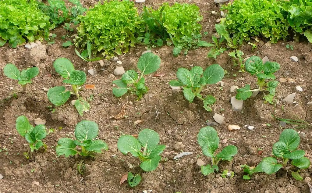 Photo of Brassica rapa (Chinensis Group) - Young plants:cristina.sanvito