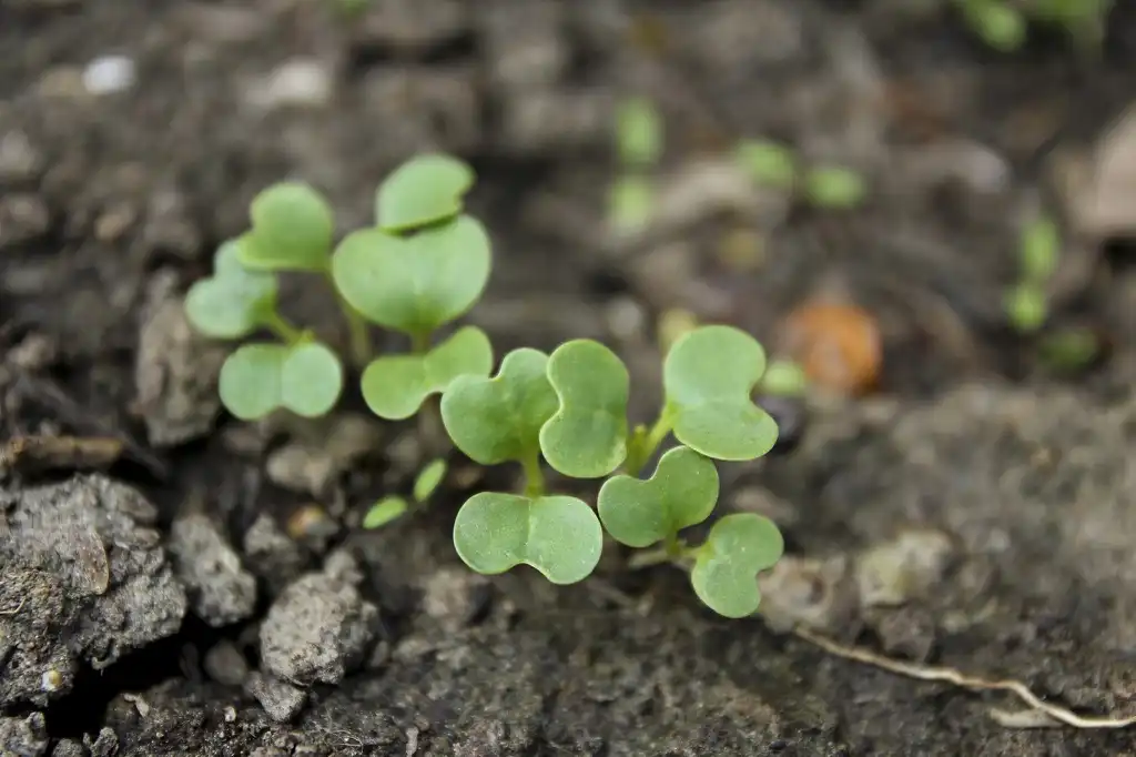 Photo of Brassica rapa (Chinensis Group) - Seedlings:Magalie L'Abbé