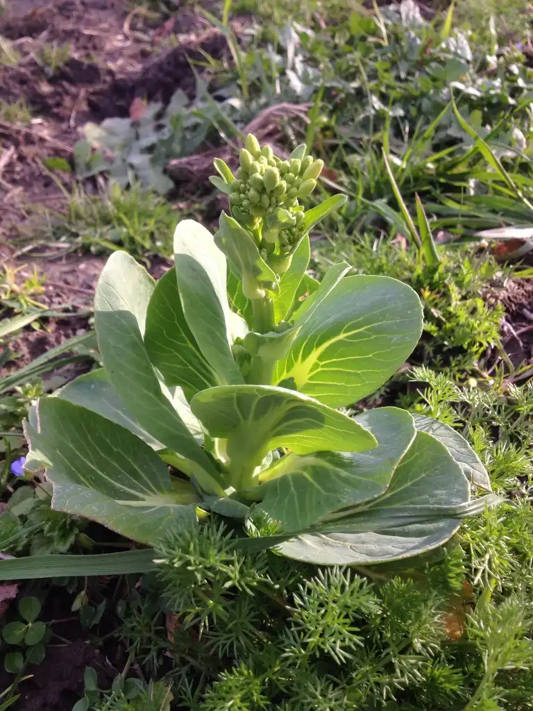 Photo of Brassica rapa (Chinensis Group) - Bolting Bok Choi:Jon Sullivan