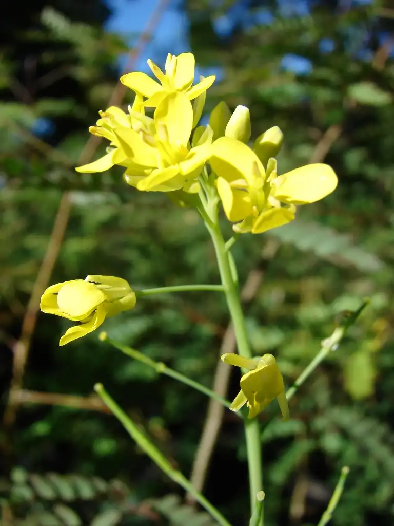 Photo of Brassica rapa (Chinensis Group) - Flowers:Forest and Kim Starr