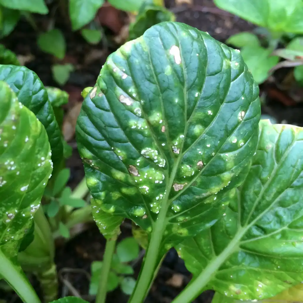 Photo of Brassica rapa (Chinensis Group) - White Rust on leaves:Scot Nelson