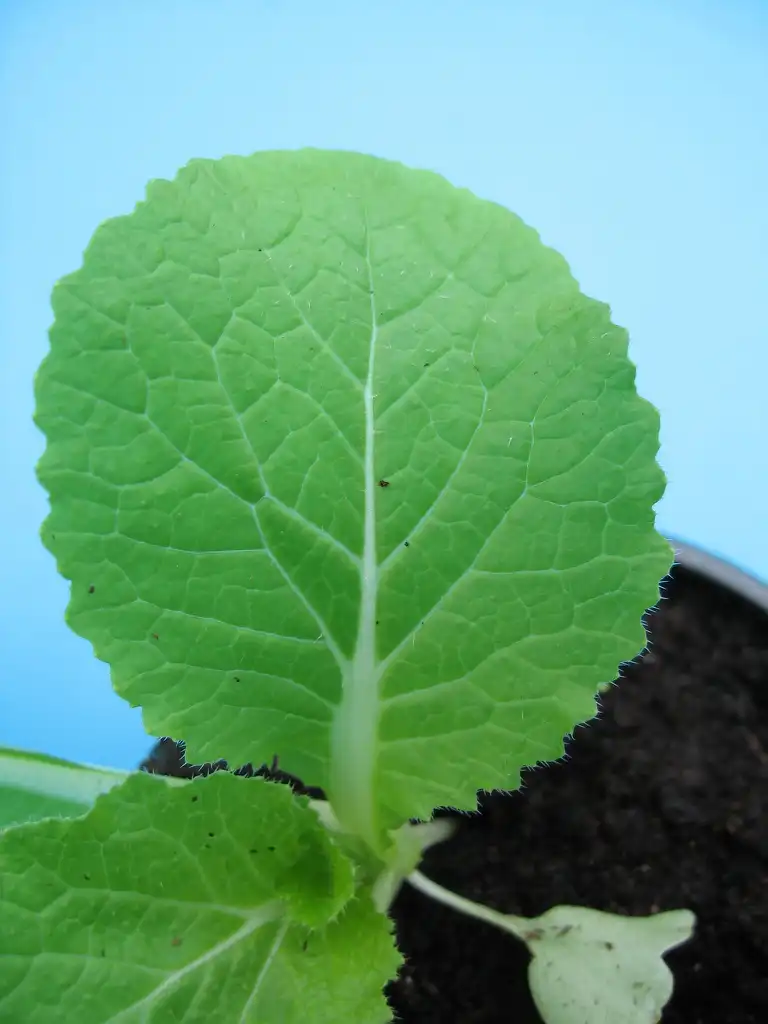 Фото Brassica rapa (Pekinensis Group) (Brassica rapa (Pekinensis Group)s)