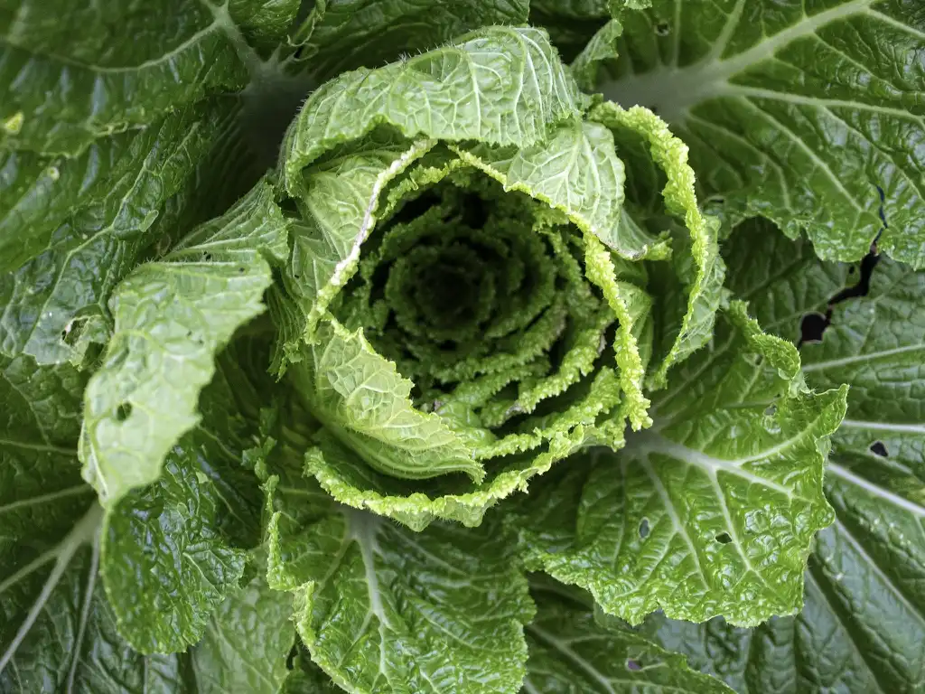 Фото Brassica rapa (Pekinensis Group) (Brassica rapa (Pekinensis Group)s)