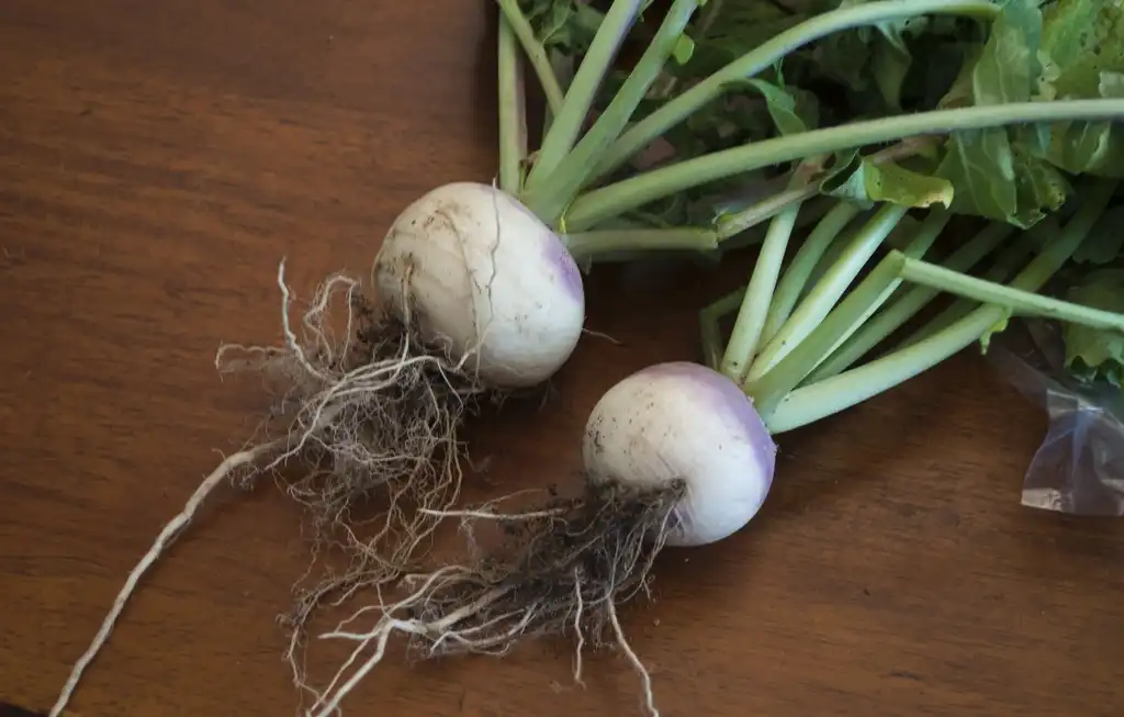 Foto de Brassica rapa (Rapifera Group) (Brassica rapa (Rapifera Group)s)