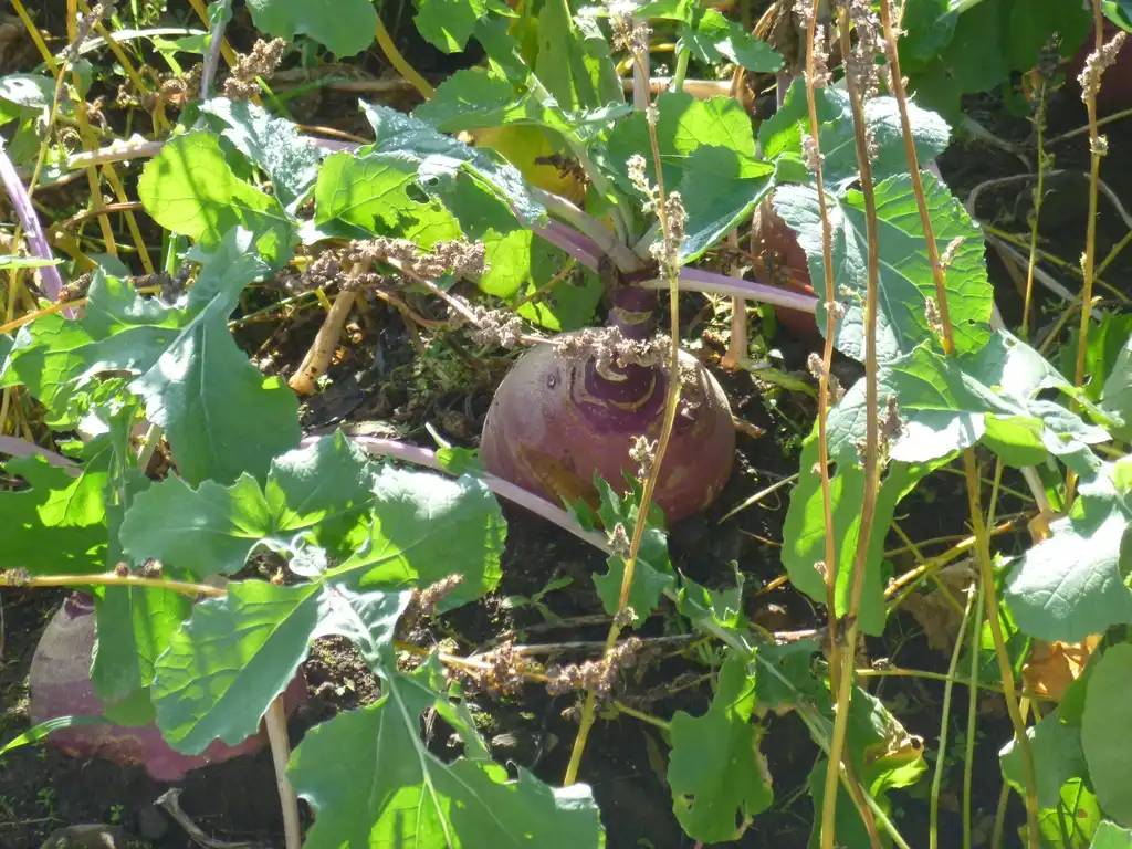 Foto de Brassica rapa (Rapifera Group) (Brassica rapa (Rapifera Group)s)