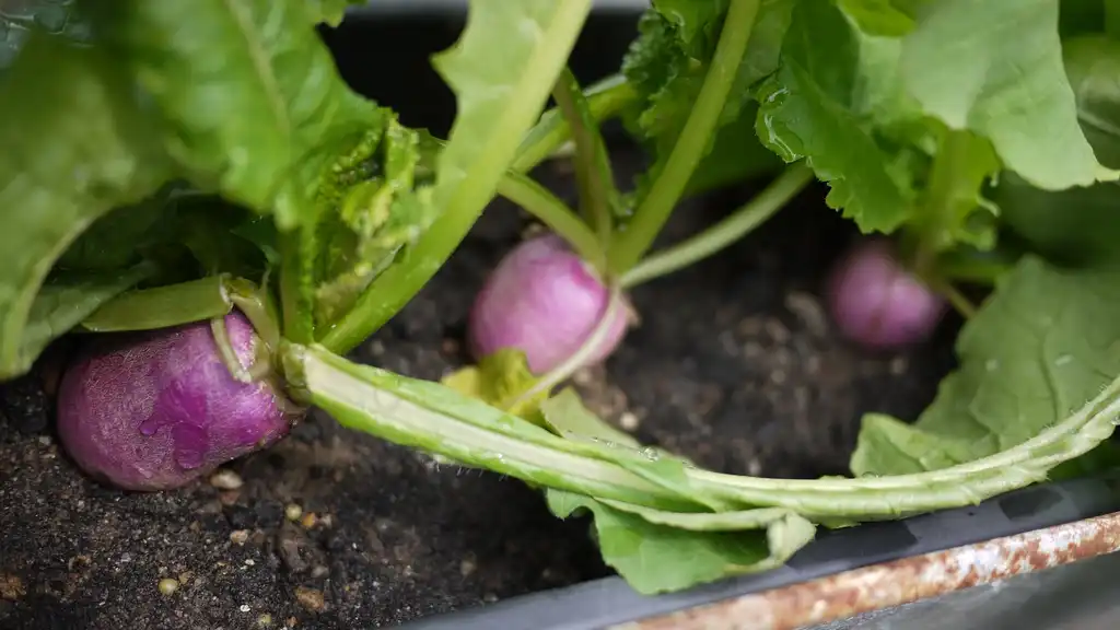Foto de Brassica rapa (Rapifera Group) - Growth form:Ivan Lian
