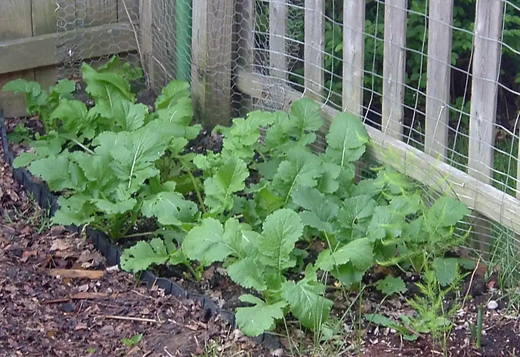 Foto de Brassica rapa (Rapifera Group) - Habit:Amy Kay Watson