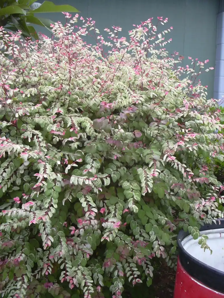Photo of Breynia disticha (Breynia distichas)