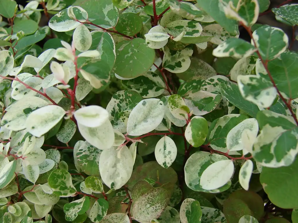 Photo of Breynia disticha (Breynia distichas)