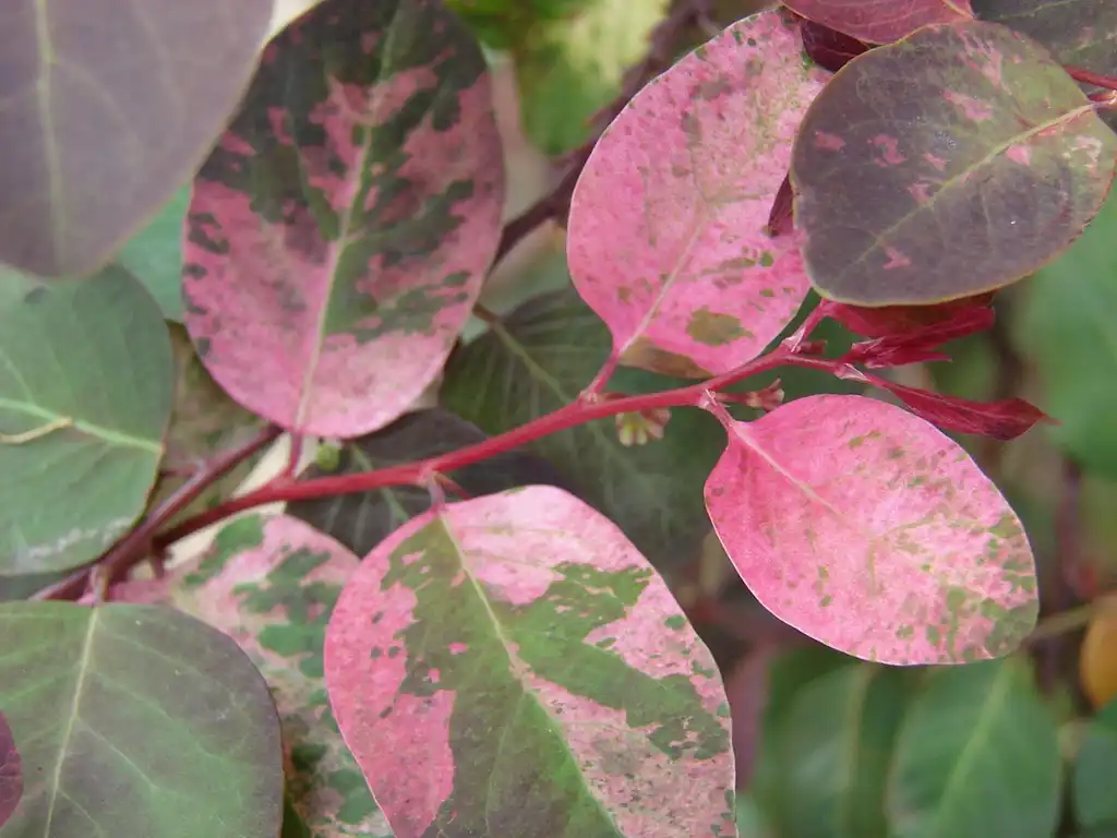 Photo of Breynia disticha - Leaves with pink mottling and red stems:Forest and Kim Starr