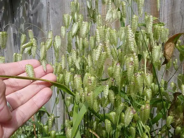 Foto de Briza maxima (Briza maximas)