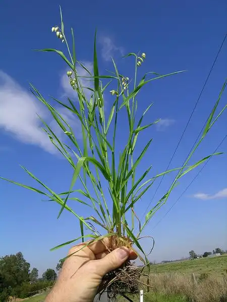 Foto de Briza maxima (Briza maximas)