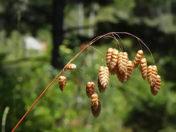 Foto de Briza maxima - Briza maxima:Photo by Franco Folini