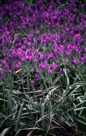 Photo of Brodiaea (Brodiaeas)