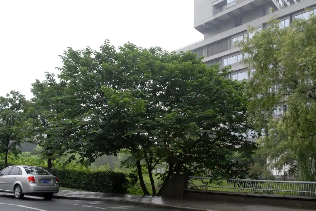 Foto de Broussonetia papyrifera (Broussonetia papyriferas)